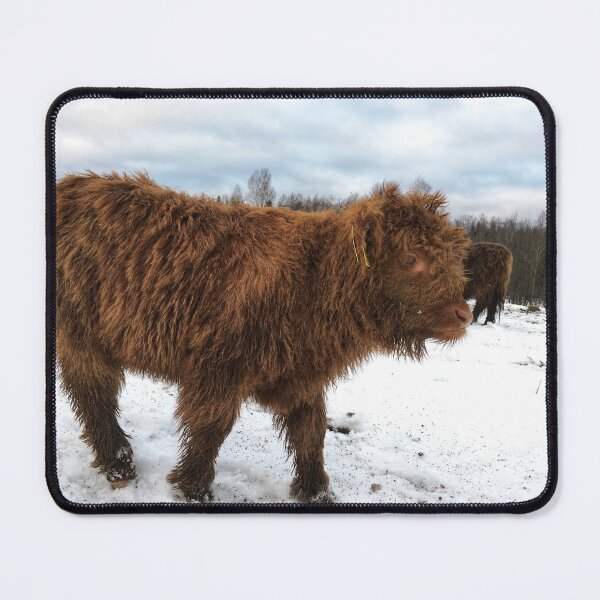 Item preview, Scottish Highland Cattle Calf 1610 designed and sold by SaarelaHighland.
