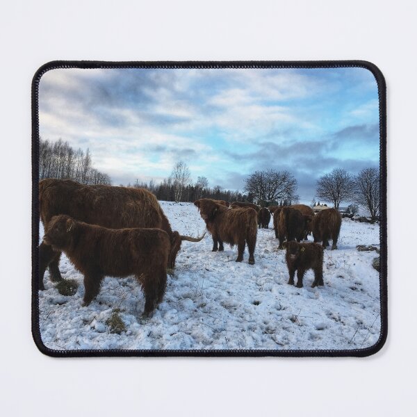 Item preview, Scottish Highland Cattle Cows and Calves 1605 designed and sold by SaarelaHighland.