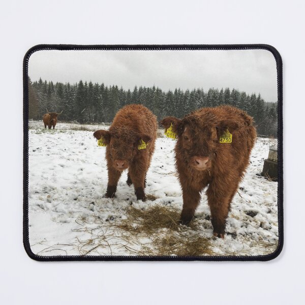 Item preview, Scottish Highland Cattle Calves 1584 designed and sold by SaarelaHighland.