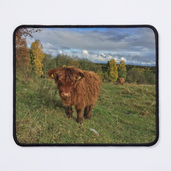 Item preview, Scottish Highland Cattle Calf 1561 designed and sold by SaarelaHighland.
