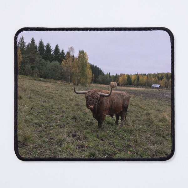 Item preview, Scottish Highland Cattle Bull 1557 designed and sold by SaarelaHighland.