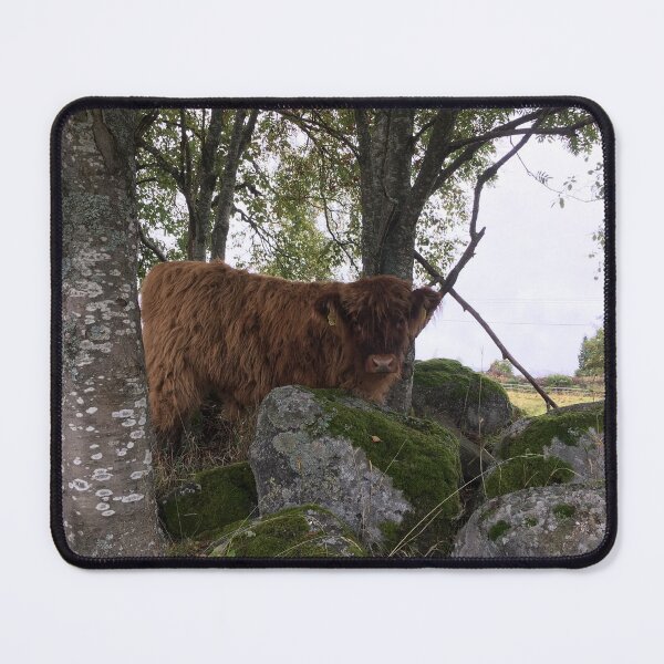 Item preview, Scottish Highland Cattle Calf 1542 designed and sold by SaarelaHighland.