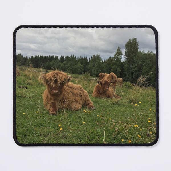 Item preview, Scottish Highland Cattle Calves 1514 designed and sold by SaarelaHighland.