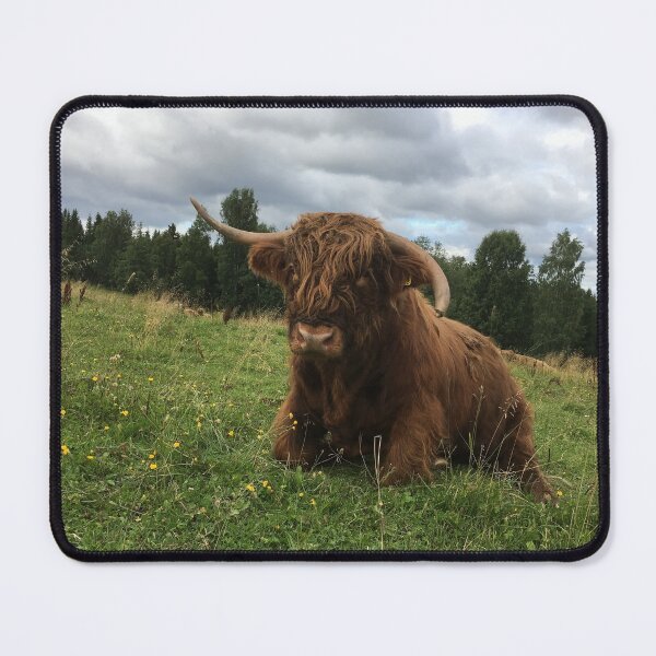 Item preview, Scottish Highland Cattle Bull 1513 designed and sold by SaarelaHighland.
