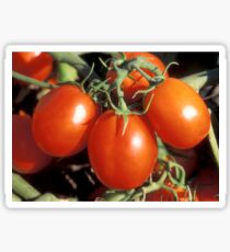 Red Tomatoes Sticker