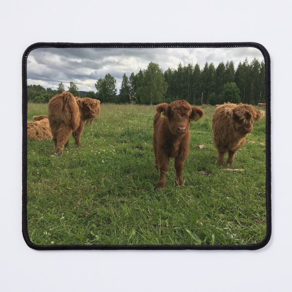 Item preview, Scottish Highland Cattle Calves 1444 designed and sold by SaarelaHighland.