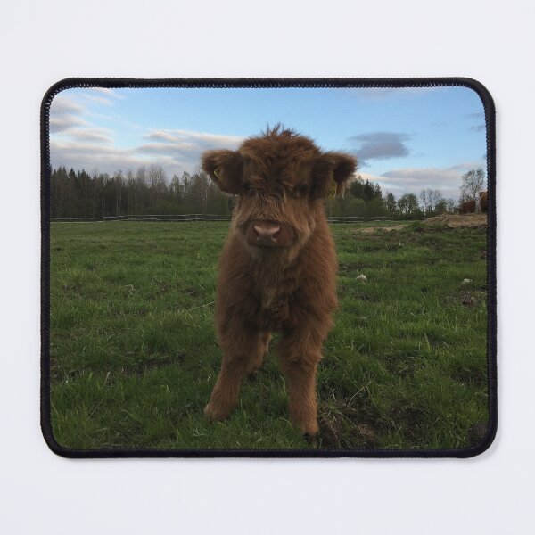 Item preview, Scottish Highland Cattle Calf 1400 designed and sold by SaarelaHighland.