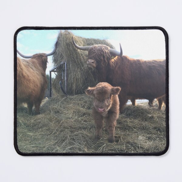 Item preview, Scottish Highland Cattle Cow, Calf and Bull 1373 designed and sold by SaarelaHighland.
