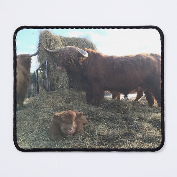 Item preview, Scottish Highland Cattle Cow, Calf and Bull 1372 designed and sold by SaarelaHighland.