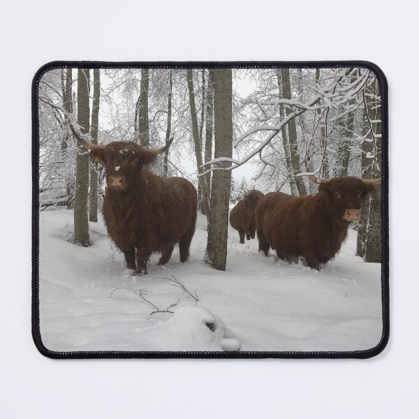 Item preview, Scottish Highland Cattle Cows 1342 designed and sold by SaarelaHighland.