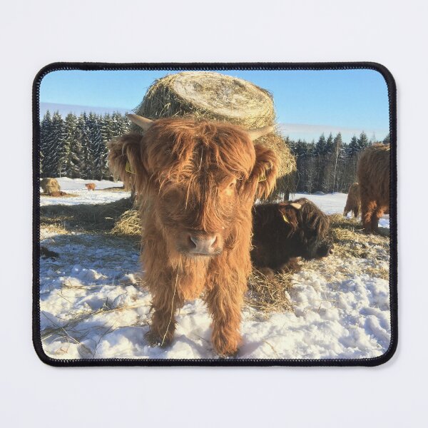 Item preview, Scottish Highland Cattle Calves 1340 designed and sold by SaarelaHighland.