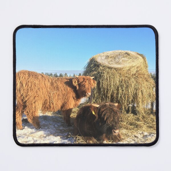 Item preview, Scottish Highland Cattle Calves 1337 designed and sold by SaarelaHighland.