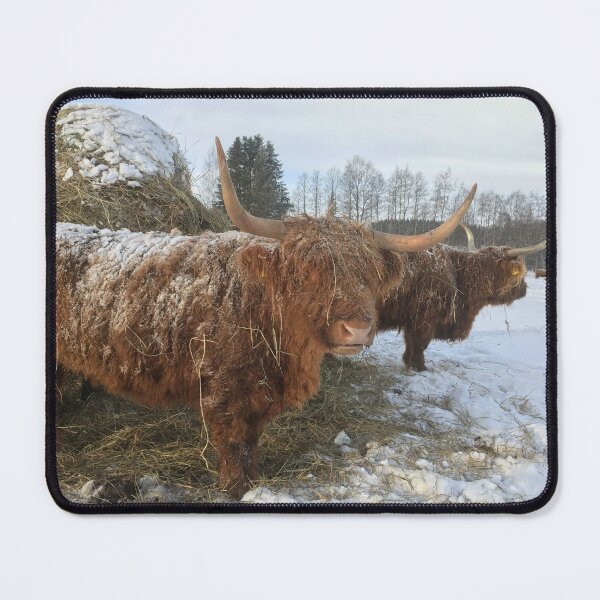 Item preview, Scottish Highland Cattle Cows 1336 designed and sold by SaarelaHighland.