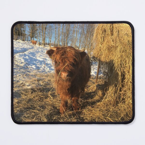 Item preview, Scottish Highland Cattle Calf 1320 designed and sold by SaarelaHighland.