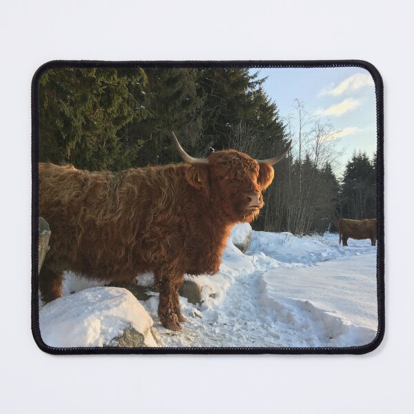 Item preview, Scottish Highland Cattle Cow 1275 designed and sold by SaarelaHighland.