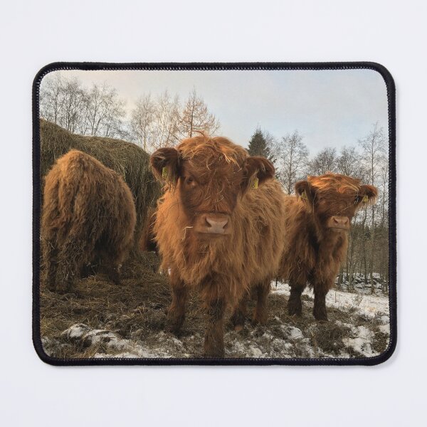 Item preview, Scottish Highland Cattle Calves 1243 designed and sold by SaarelaHighland.