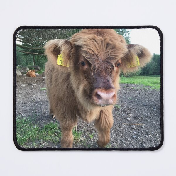 Item preview, Scottish Highland Cattle Calf 1176 designed and sold by SaarelaHighland.