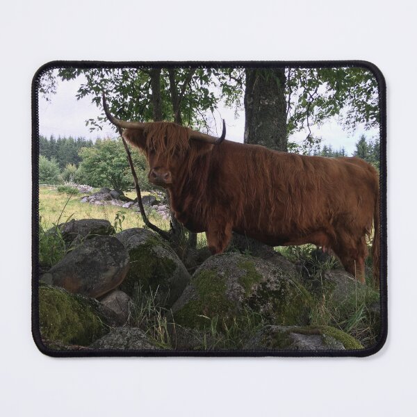 Item preview, Scottish Highland Cattle Cow 1170 designed and sold by SaarelaHighland.