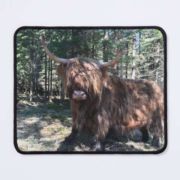 Item preview, Scottish Highland Cattle Cow 1103 designed and sold by SaarelaHighland.