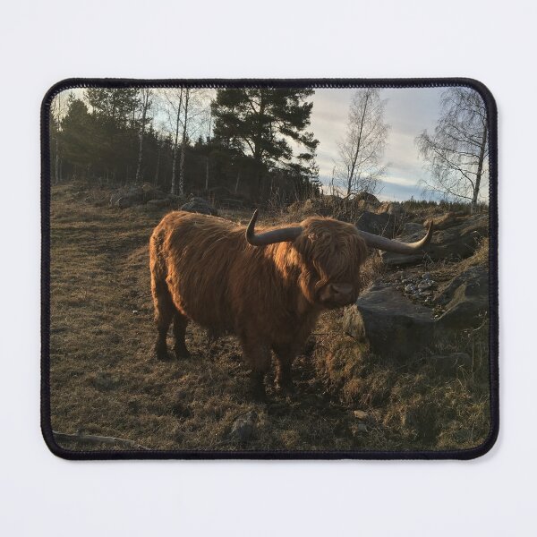 Item preview, Scottish Highland Cattle Bull 1099 designed and sold by SaarelaHighland.