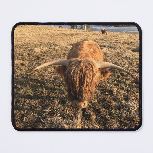 Item preview, Scottish Highland Cattle Bull 1098 designed and sold by SaarelaHighland.