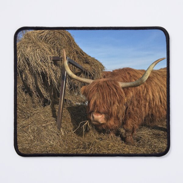 Item preview, Scottish Highland Cattle Cow 1086 designed and sold by SaarelaHighland.