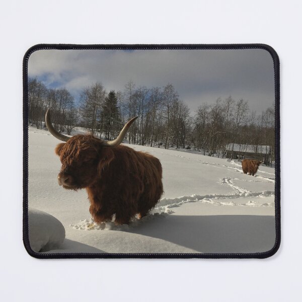 Item preview, Scottish Highland Cattle Cow 1070 designed and sold by SaarelaHighland.