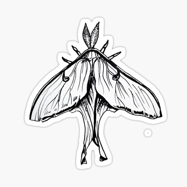 Luna Moth, Insect  Anatomical Ink Illustration Sticker