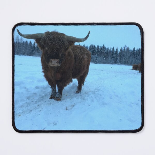 Item preview, Scottish Highland Cattle Bull 1033 designed and sold by SaarelaHighland.