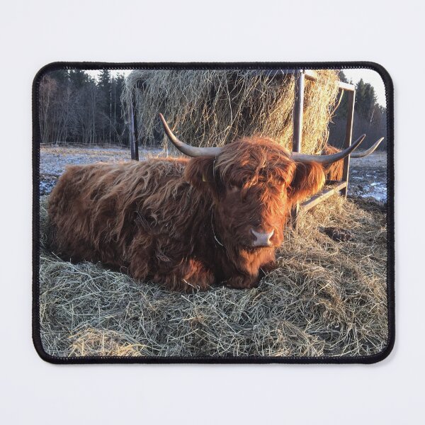 Item preview, Scottish Highland Cattle Cow 1016 designed and sold by SaarelaHighland.