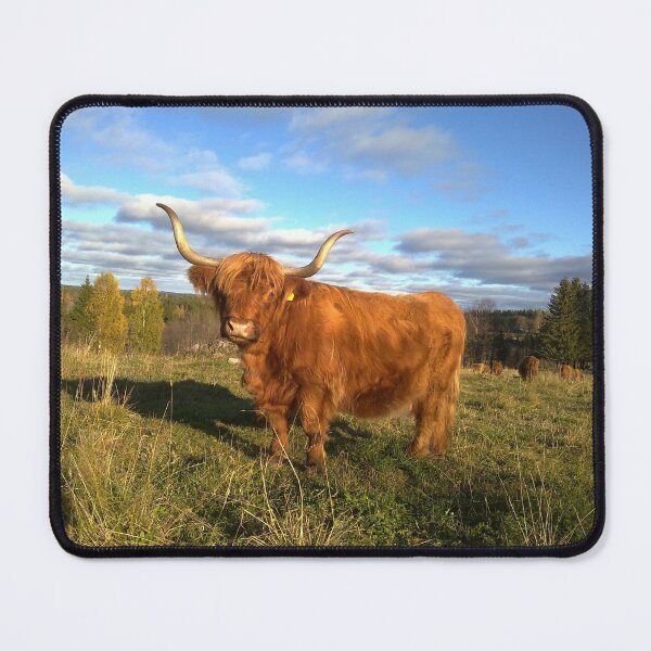 Item preview, Scottish Highland Cattle Cow 1001 designed and sold by SaarelaHighland.