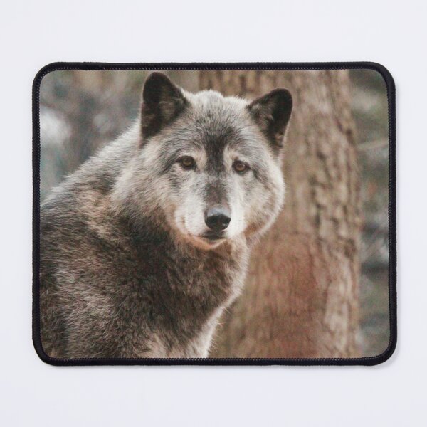 Item preview, Wolf Photograph | I Love Wolves | Akela designed and sold by WeAreGrotesque.