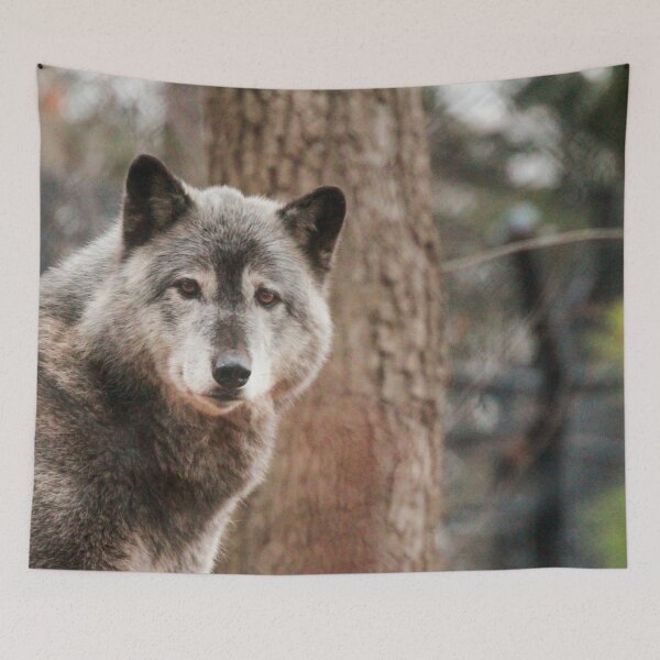 Item preview, Wolf Photograph | I Love Wolves | Akela designed and sold by WeAreGrotesque.