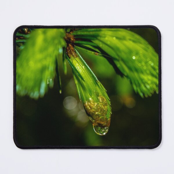 Item preview, Close up shot of reflective water drop on the pine branch in the Irish forest park morning time designed and sold by AlbertMi.