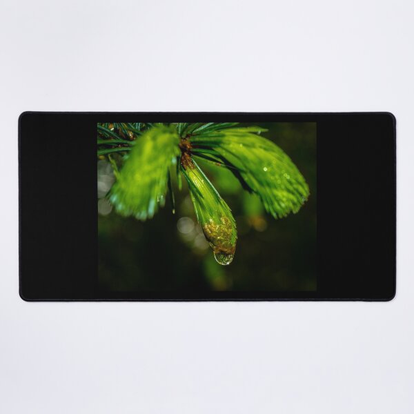 Item preview, Close up shot of reflective water drop on the pine branch in the Irish forest park morning time designed and sold by AlbertMi.