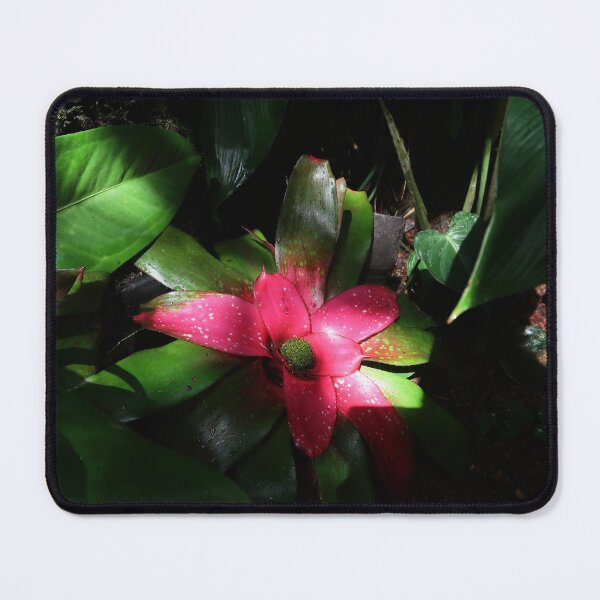 Item preview, Pink Bromeliad designed and sold by Crystaliii.