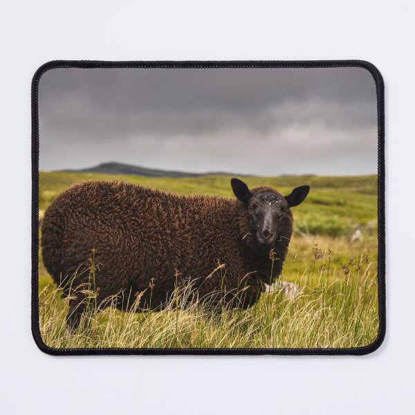 Item preview, A cute black sheep grazes on an Irish meadow in County Donegal designed and sold by AlbertMi.