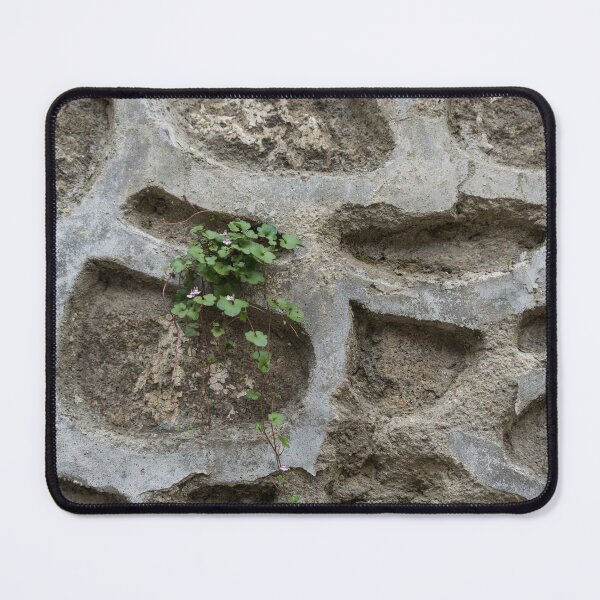 Item preview, Life on Bare Rock - Trailing Down the Old Masonry Wall designed and sold by Georgia Mizuleva.