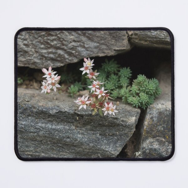 Item preview, Life on Bare Rock - Pale Pink Succulents on the Wall designed and sold by Georgia Mizuleva.