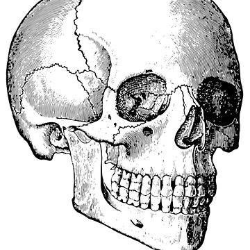 Artwork thumbnail, Skull [Roufxis-Rb] by RoufXis