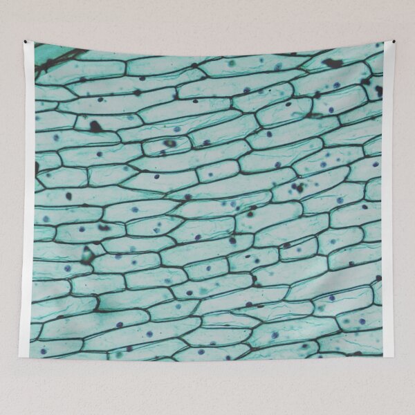 Item preview, Onion epidermis w.m. designed and sold by CellsOfWorld.