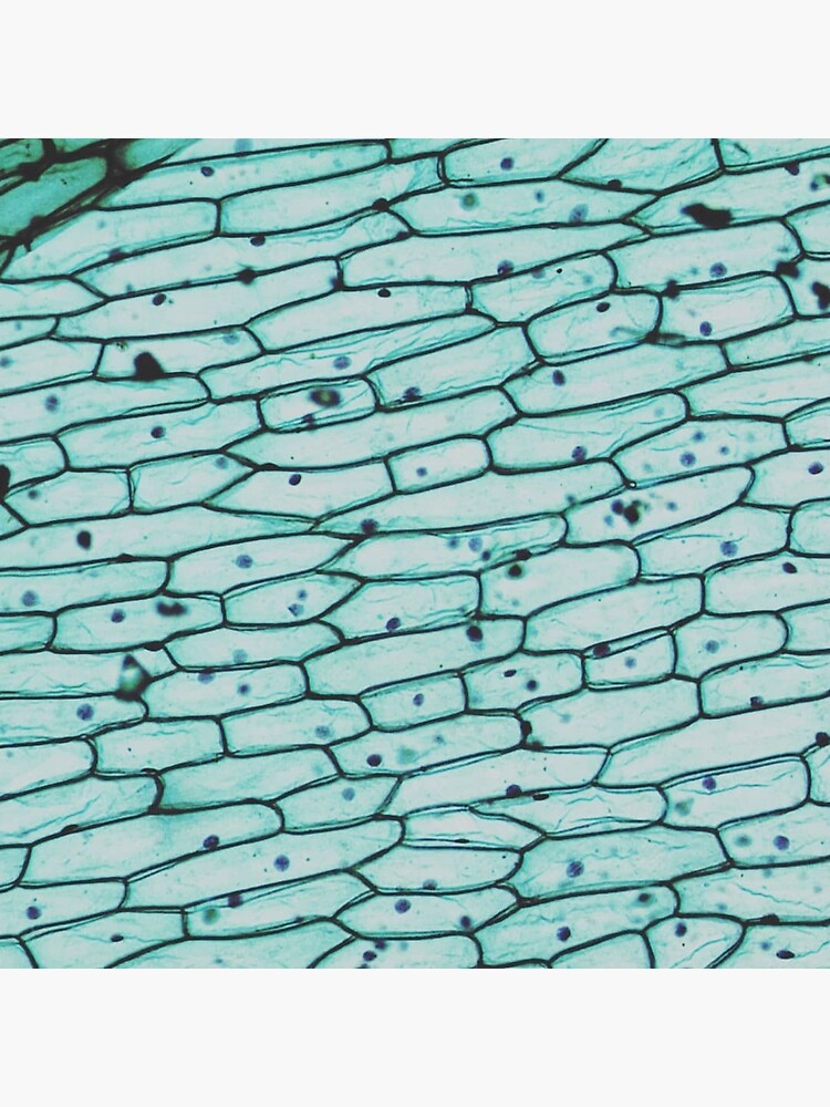 "Onion epidermis w.m." Poster for Sale by CellsOfWorld Redbubble