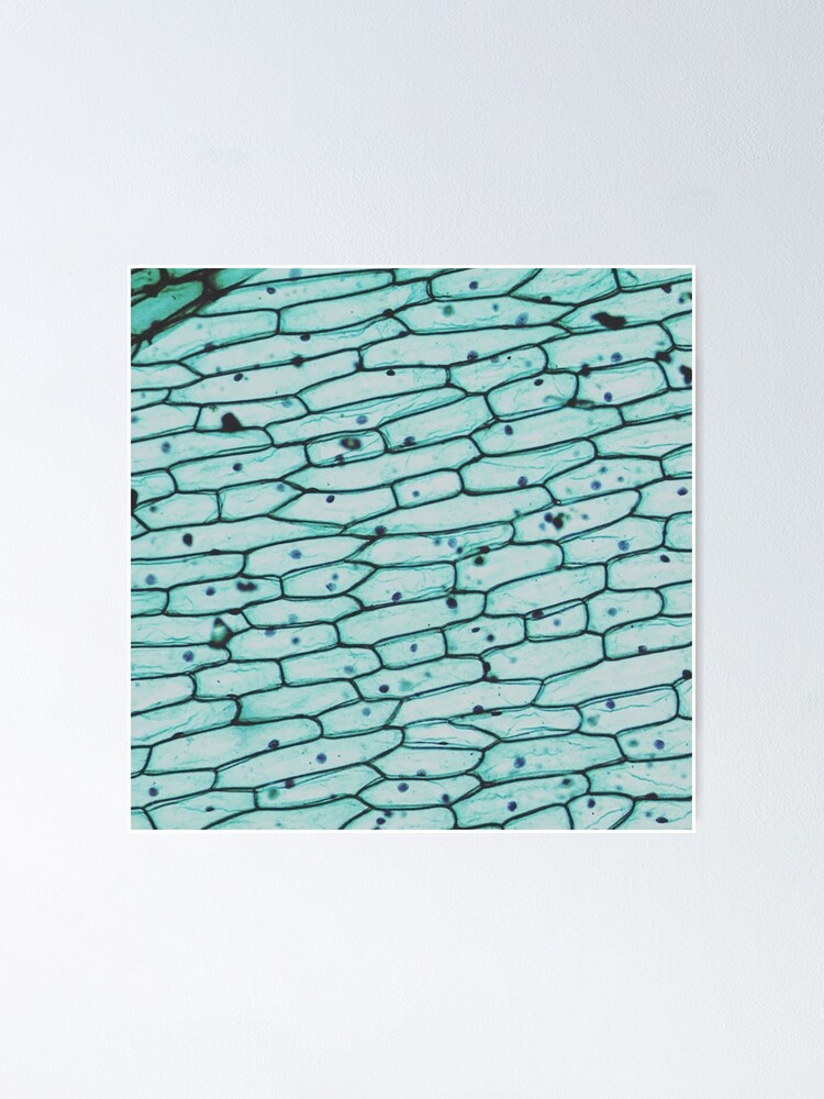 "Onion epidermis w.m." Poster for Sale by CellsOfWorld Redbubble