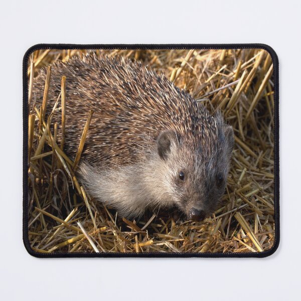 Item preview, European Hedgehog designed and sold by Mythos57.