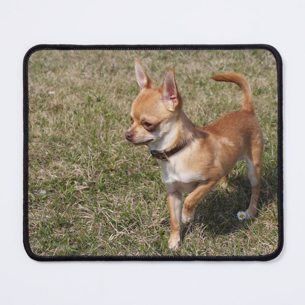 Item preview, Gundog On Duty designed and sold by Mythos57.