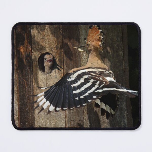 Item preview, Hoopoe Feeding Nestling designed and sold by Mythos57.
