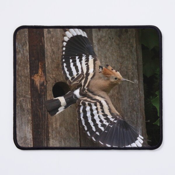 Item preview, Hoopoe In Feuersbrunn, Lower Austria designed and sold by Mythos57.