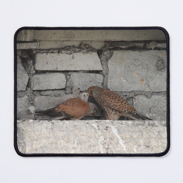 Item preview, Falco tinnunculus designed and sold by Mythos57.