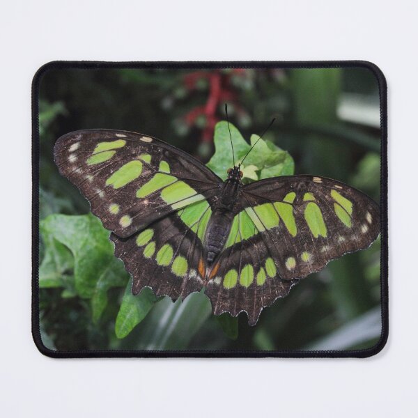 Item preview, Siproeta stelenes designed and sold by Mythos57.