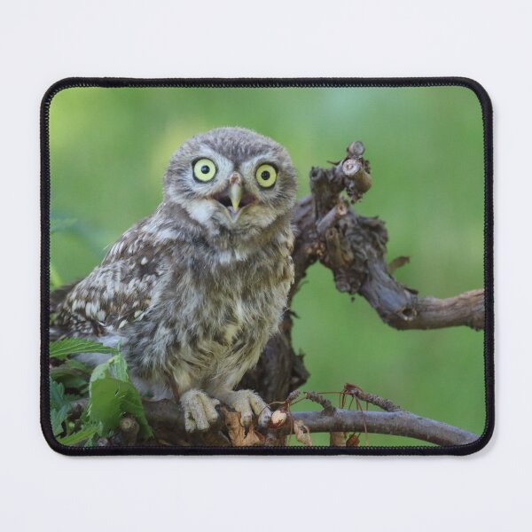 Item preview, Athene noctua designed and sold by Mythos57.